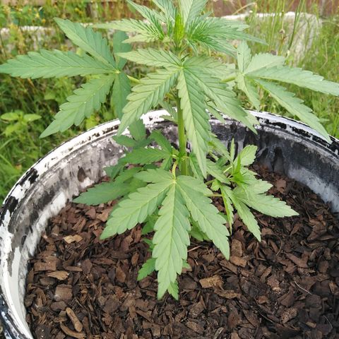 Amnesia Haze growlog timeline photo
