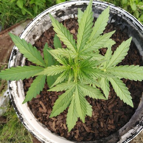 Amnesia Haze growlog timeline photo