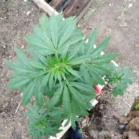 Bubbleberry glue growlog timeline photo
