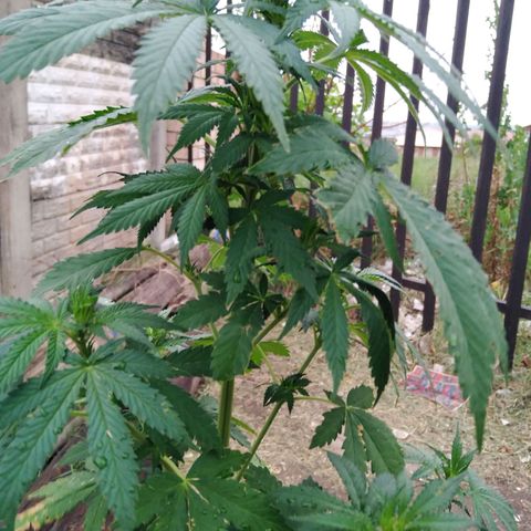 Bubbleberry glue growlog timeline photo