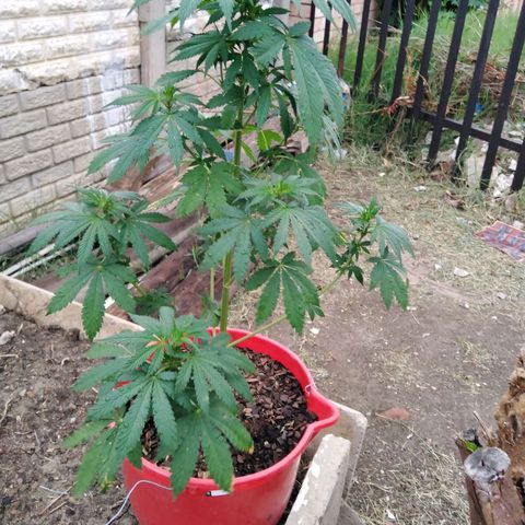 Bubbleberry glue growlog timeline photo