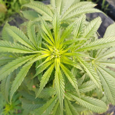 Bubbleberry glue growlog timeline photo