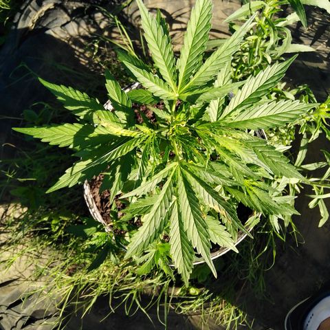 Amnesia Haze growlog timeline photo
