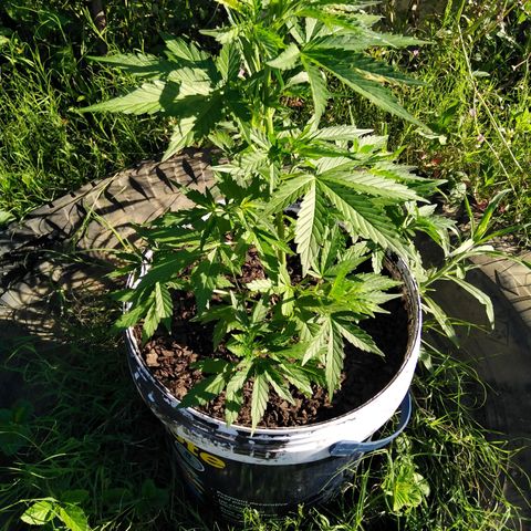 Amnesia Haze growlog timeline photo