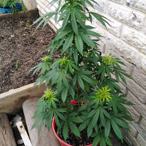 Bubbleberry glue growlog timeline photo