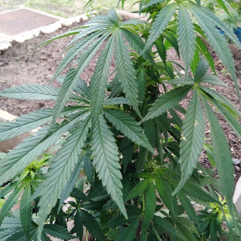 Bubbleberry glue growlog timeline photo