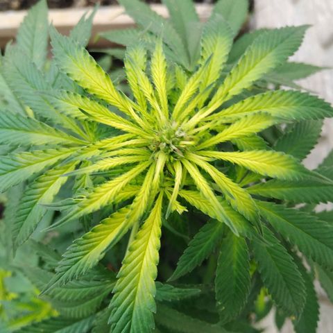 Bubbleberry glue growlog timeline photo