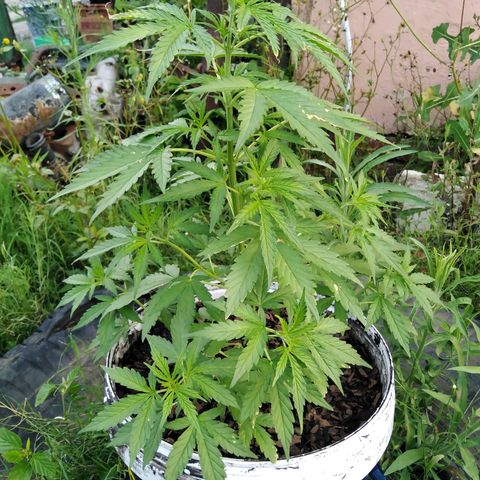 Amnesia Haze growlog timeline photo