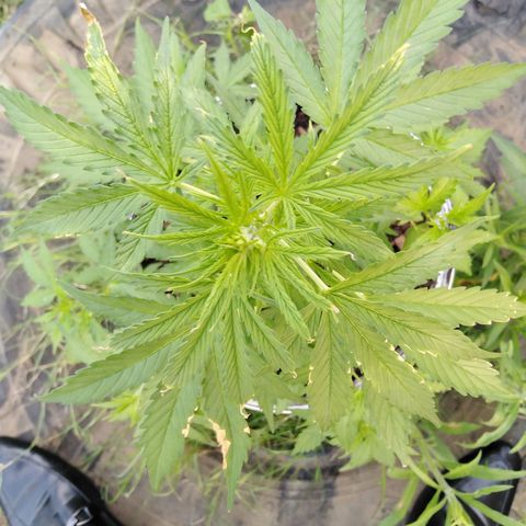 Amnesia Haze growlog timeline photo