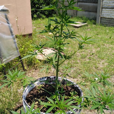 Amnesia Haze growlog photo: Tree is growing well.... Removed sum of the big leaves & as well as tied the bottom branches so more light & air get inside
