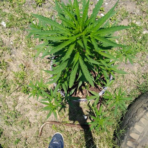 Amnesia Haze growlog photo: Tree is growing well.... Removed sum of the big leaves & as well as tied the bottom branches so more light & air get inside