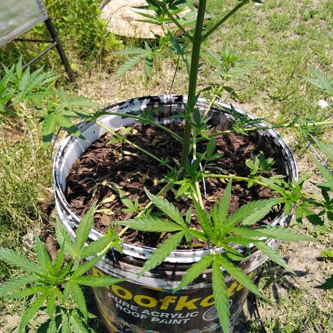 Amnesia Haze growlog photo: Tree is growing well.... Removed sum of the big leaves & as well as tied the bottom branches so more light & air get inside