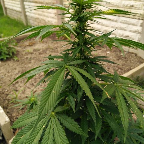 Bubbleberry glue growlog timeline photo