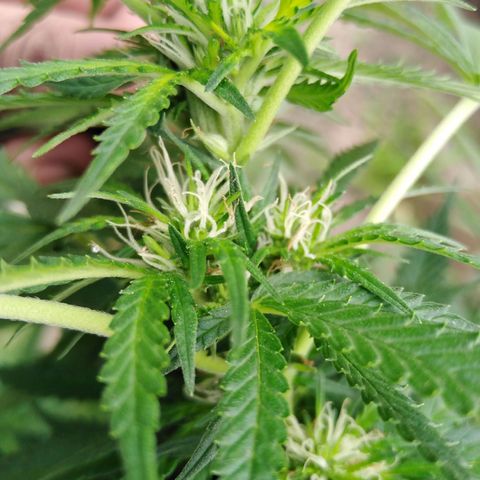 Bubbleberry glue growlog timeline photo