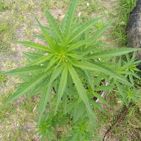 Amnesia Haze growlog timeline photo