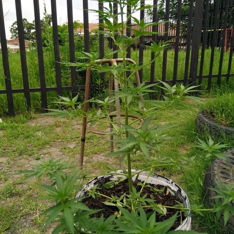 Amnesia Haze growlog timeline photo