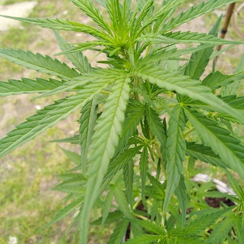 Amnesia Haze growlog timeline photo