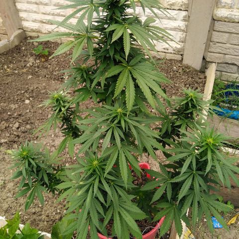 Bubbleberry glue growlog timeline photo