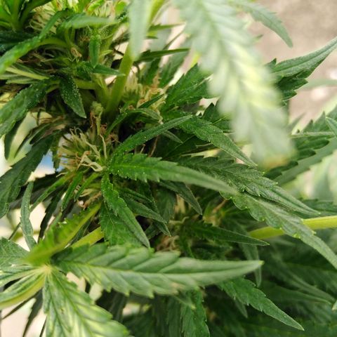 Bubbleberry glue growlog timeline photo