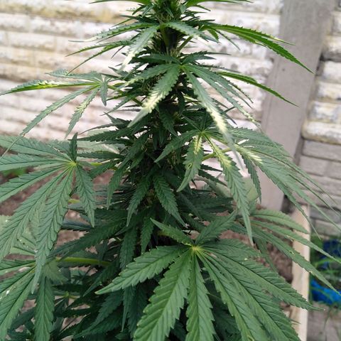 Bubbleberry glue growlog timeline photo