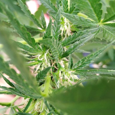 Bubbleberry glue growlog timeline photo