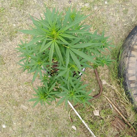 Amnesia Haze growlog timeline photo