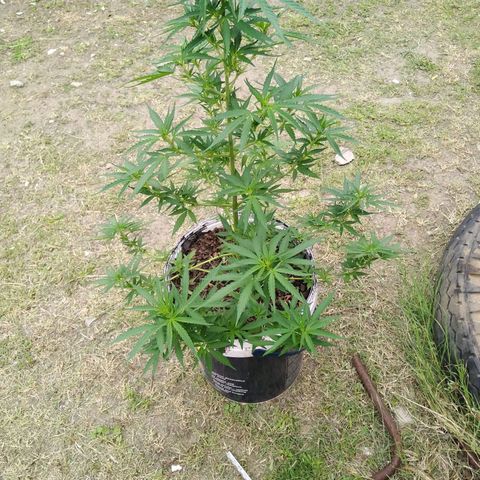 Amnesia Haze growlog timeline photo
