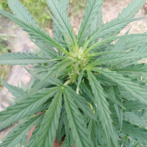 Amnesia Haze growlog timeline photo
