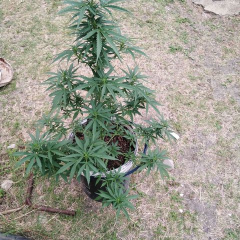 Amnesia Haze growlog timeline photo