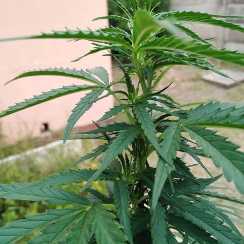 Amnesia Haze growlog timeline photo