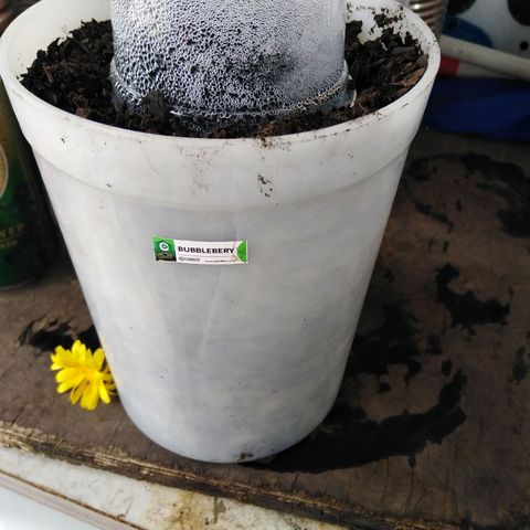 Bubbleberry  growlog timeline photo