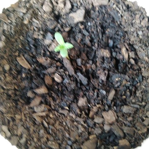 Bubbleberry  growlog timeline photo