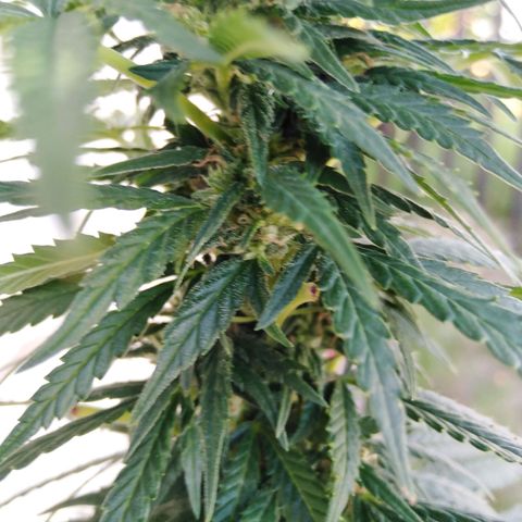 Bubbleberry glue growlog timeline photo