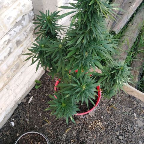 Bubbleberry glue growlog timeline photo