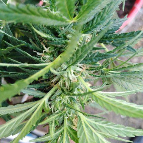 Bubbleberry glue growlog timeline photo