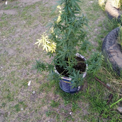 Amnesia Haze growlog timeline photo