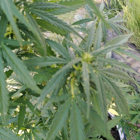 Amnesia Haze growlog timeline photo