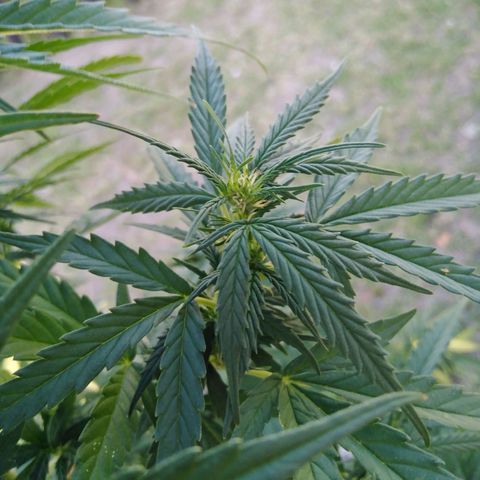Amnesia Haze growlog timeline photo