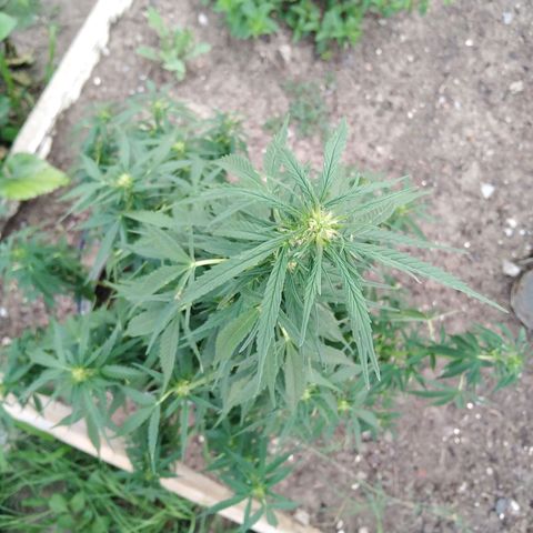 Amnesia Haze growlog timeline photo