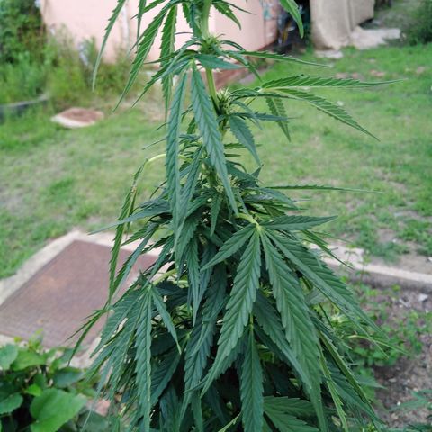 Amnesia Haze growlog timeline photo