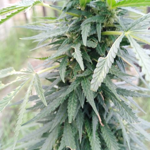 Bubbleberry glue growlog timeline photo