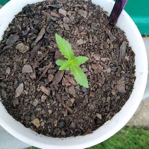 Bubbleberry  growlog timeline photo