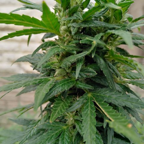 Bubbleberry glue growlog timeline photo