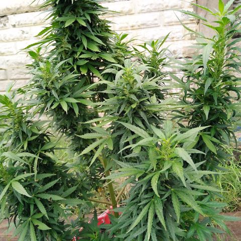 Bubbleberry glue growlog timeline photo