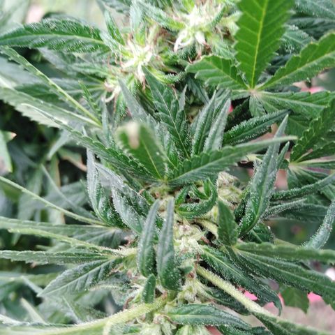 Bubbleberry glue growlog timeline photo