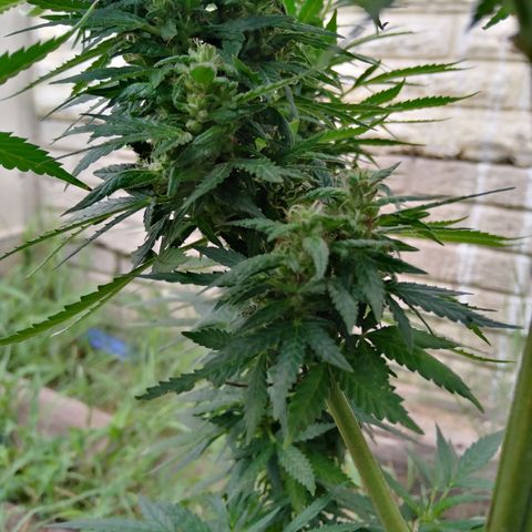 Bubbleberry glue growlog timeline photo