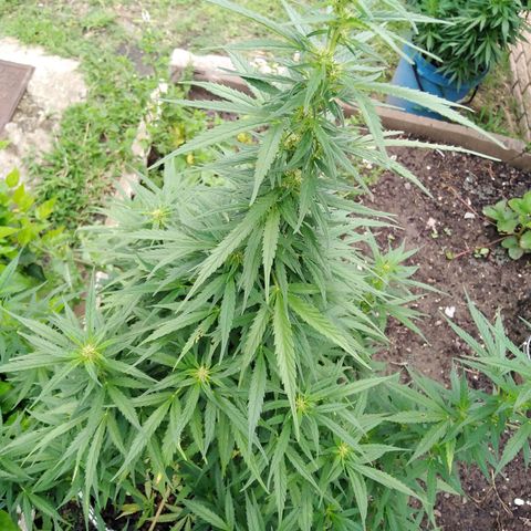 Amnesia Haze growlog timeline photo