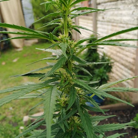 Amnesia Haze growlog timeline photo
