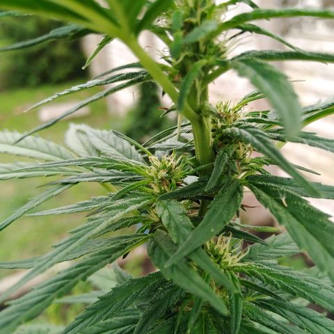 Amnesia Haze growlog timeline photo