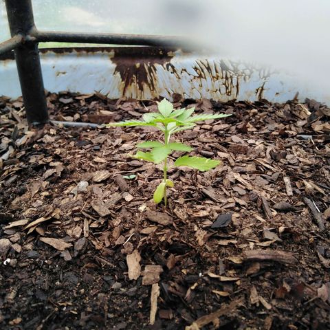 Bubbleberry  growlog timeline photo